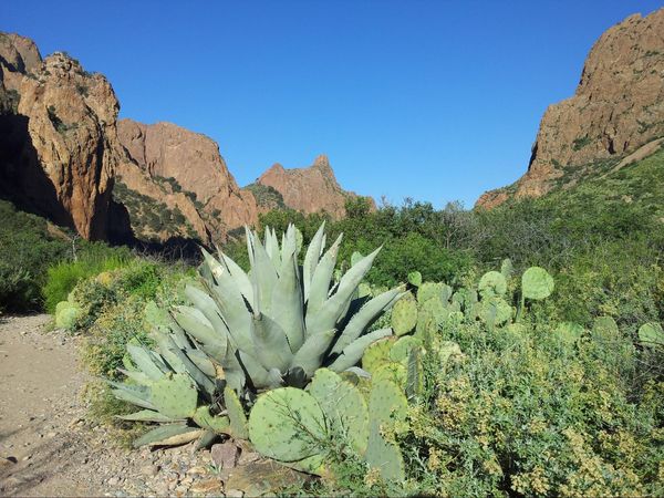 Window Trail Big Bend NP