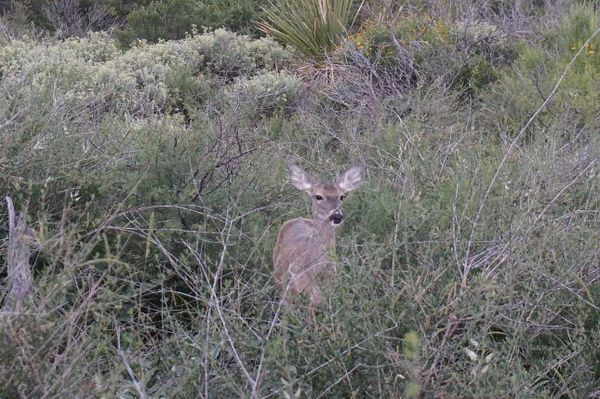 Biche Window Trail Big Bend