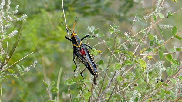 Insecte Big Bend NP