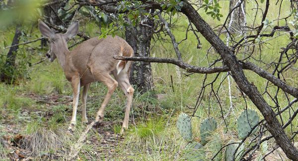 Biche Big Bend NP