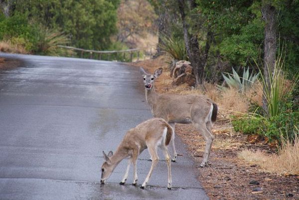Biches Big Bend NP