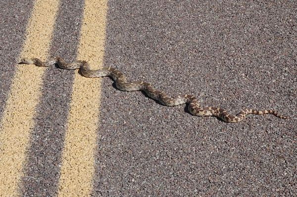 Serpent Big Bend NP