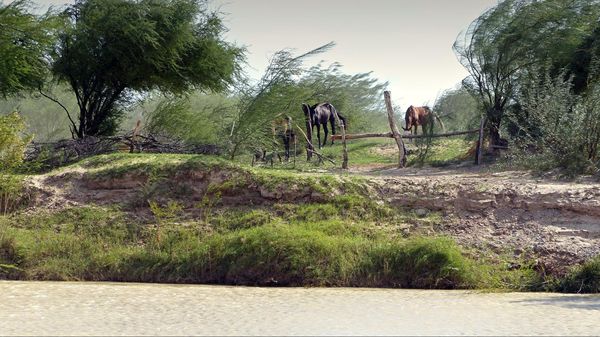Chevaux Big Bend National Park