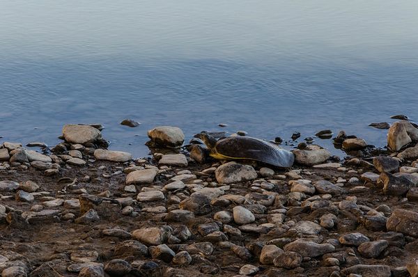 Tortue au bord du Río Grande
