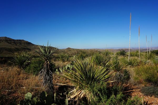 Cactus Cattail Falls Trail Big Bend