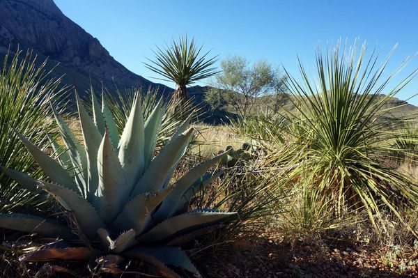Cactus Cattail Falls Trail Big Bend