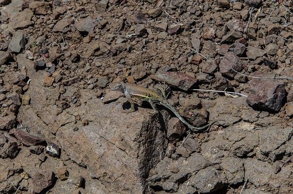 Lézard Blue Creek Canyon