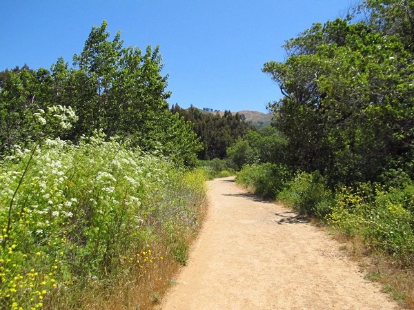 Andrew Molera State Park
