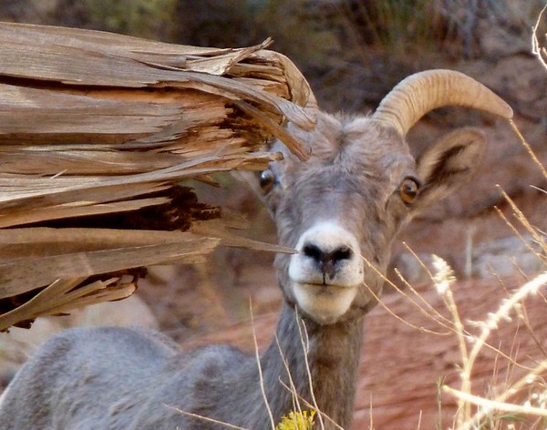 Bighorn Capitol Reef