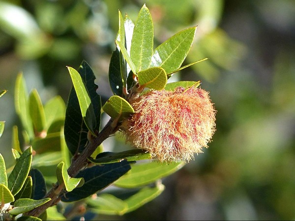 Flore Chiricahua National Monument