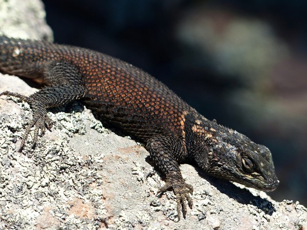 Lézard Chiricahua National Monument