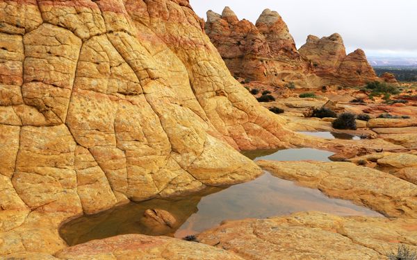 Mare Cottonwood Cove Coyote Buttes South Arizona