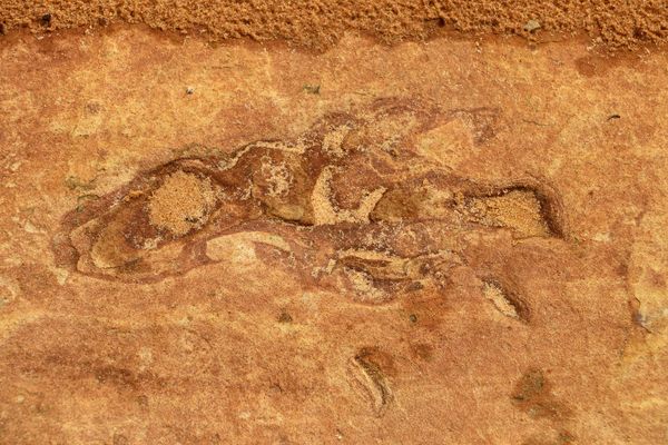 Empreinte de dinosaure Coyote Buttes South Arizona