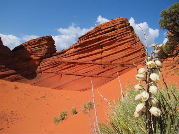 Fleur du désert au printemps dans le secteur Paw Hole Coyote Buttes South Arizona