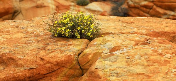 Fleurs Coyote butte South Arizona
