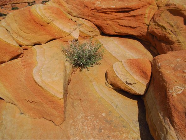 Étonnantes couleurs à Cottonwood Cove Coyote Buttes South Arizona