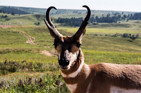 Pronghorn Custer State Park