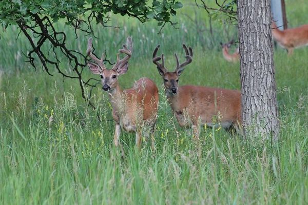 Cerfs Custer State Park