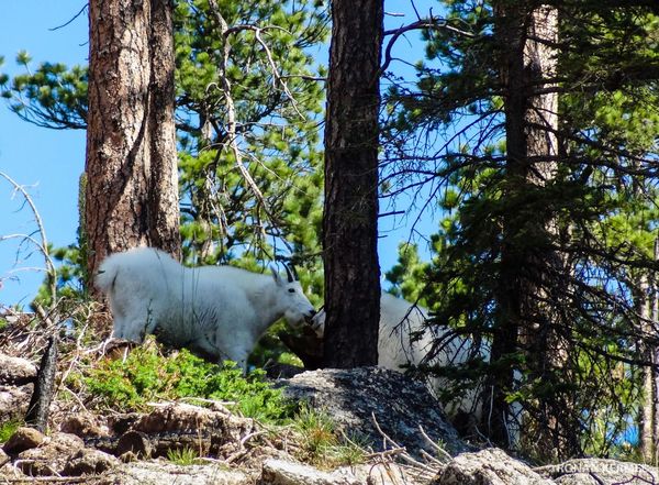 Mountain Goat Custer State Park