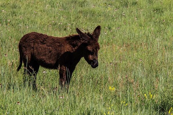 Baby Burros Custer State Park