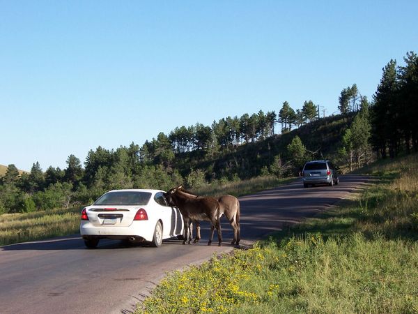 Burros Custer State Park