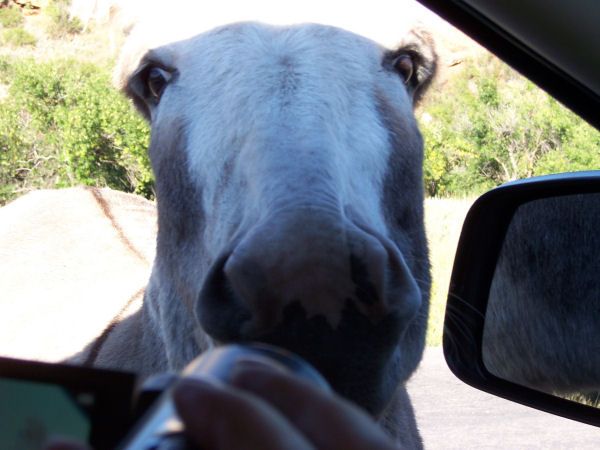 Burros Custer State Park