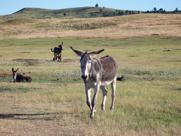 Burros en liberté Custer State Park