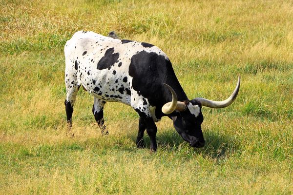Vache Longhorn Custer State Park