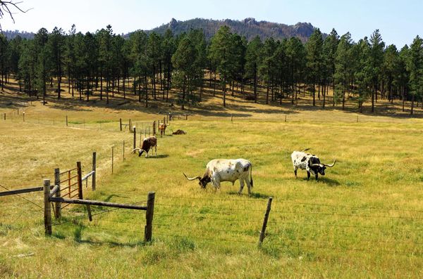 Troupeau vaches longhorn Custer State Park