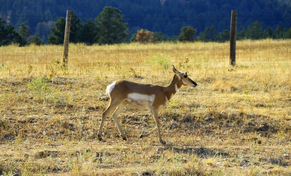 Biche Custer State Park