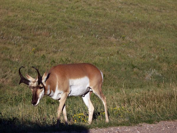 Bighorn Custer State Park