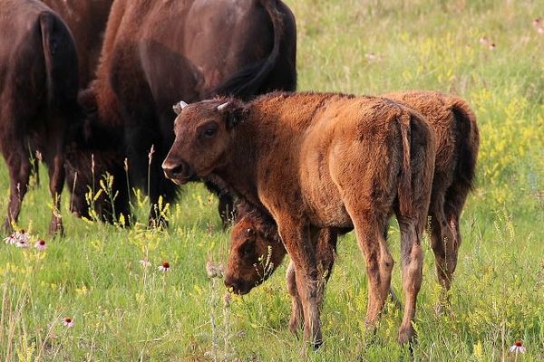 Bisons Custer State Park 