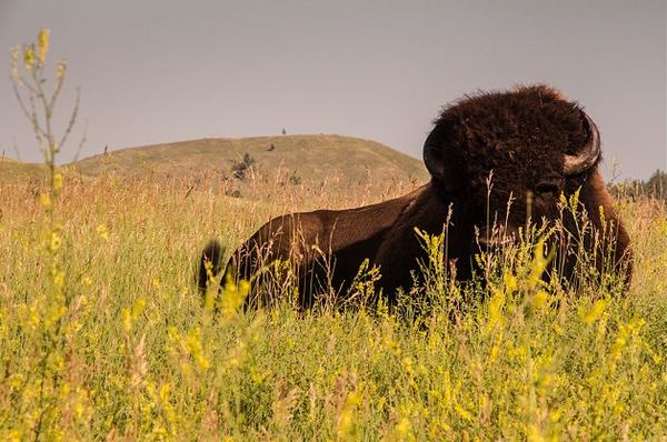 Bison Black Hills Dakota du Sud