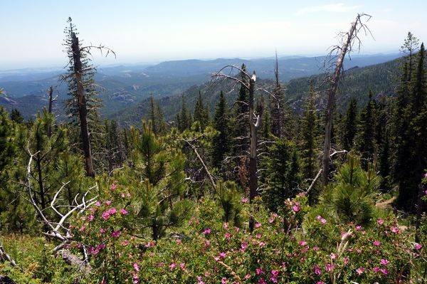 Black Elk Peak Custer State Park