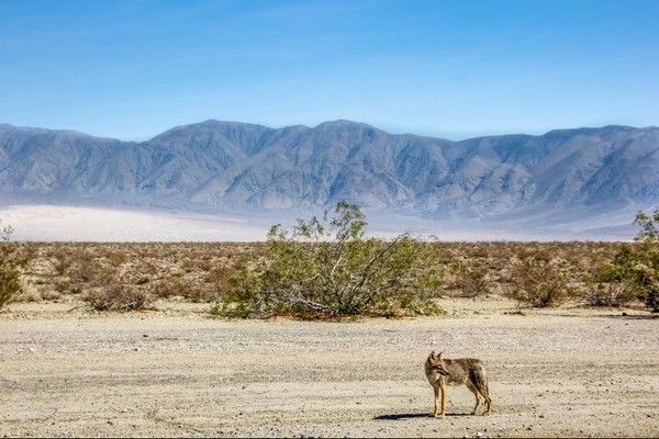 Coyote Death Valley