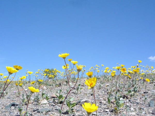 Printemps Death Valley