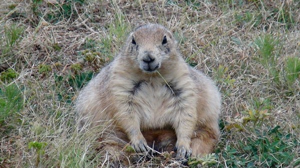 Chien de prairie Devils Tower