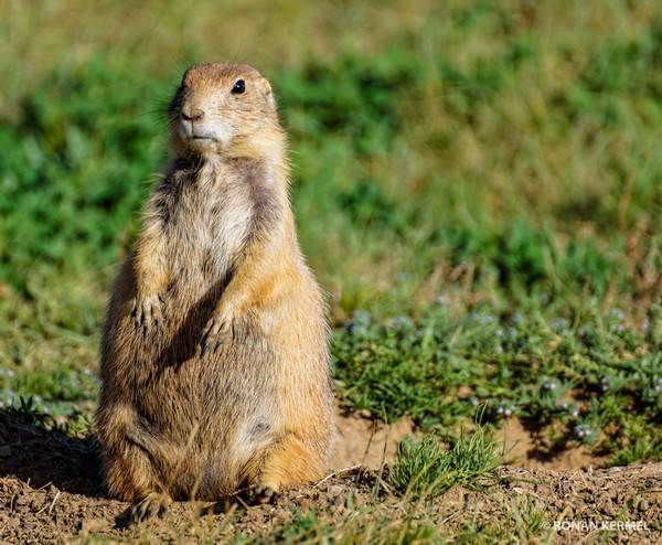 Chien de prairie Devils Tower NM