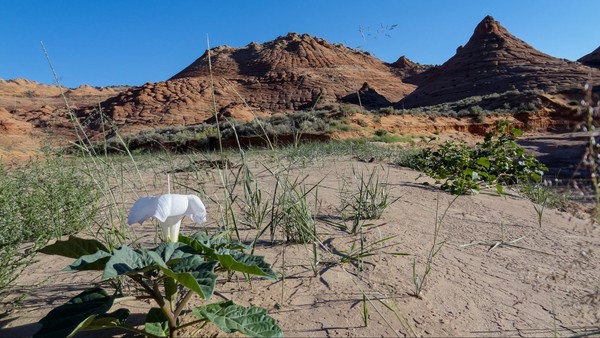 Wash fleuri sentier accès Edmaier's Secret Arizona