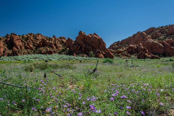 Environnement printanier Edmaier's Secret Arizona