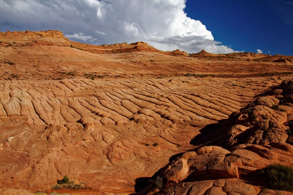 Caterpillars Edmaier's Secret Arizona