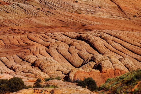 Caterpillars Edmaier's Secret Arizona