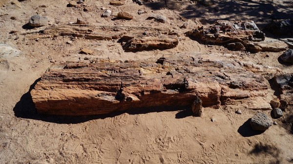 Escalante Petrified Forest Utah