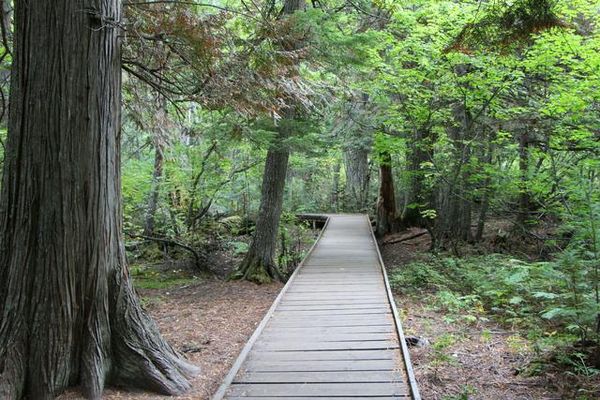 Trail of the Cedars Glacier NP