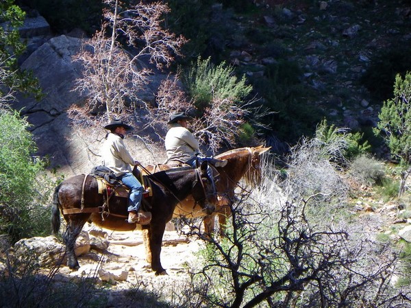 Randonnée à dos de mules Grand Canyon rive nord Arizona