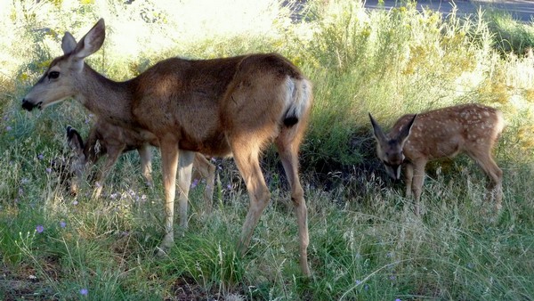 Faune Grand Canyon