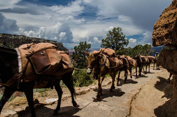 Randonnée à dos de mules Grand Canyon Arizona