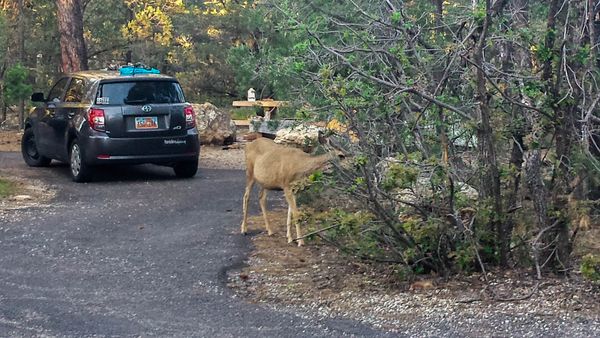 Mather Campground Grand Canyon Arizona