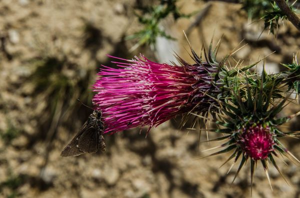 Flore Grand Canyon Arizona