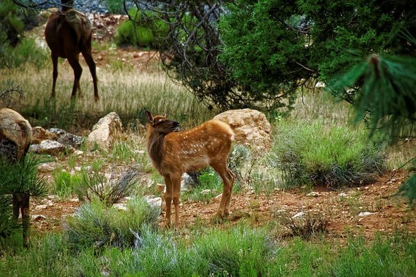 Faune Grand Canyon Arizona